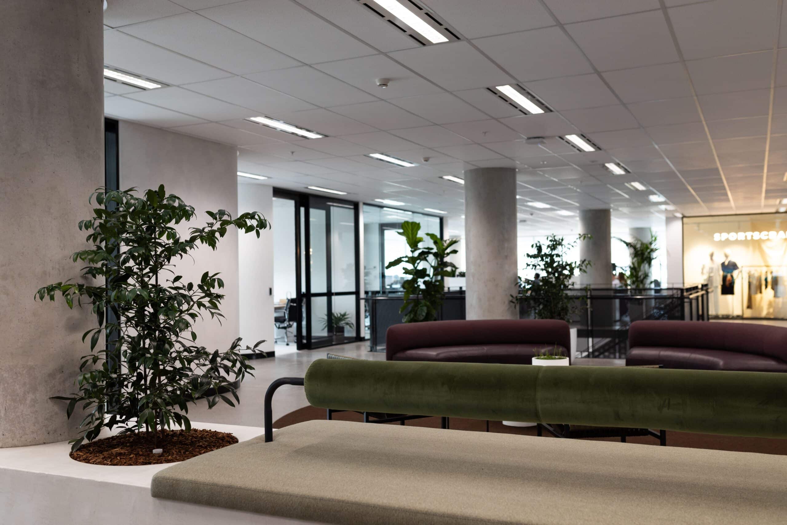 Kauri Pine Office Plant 2