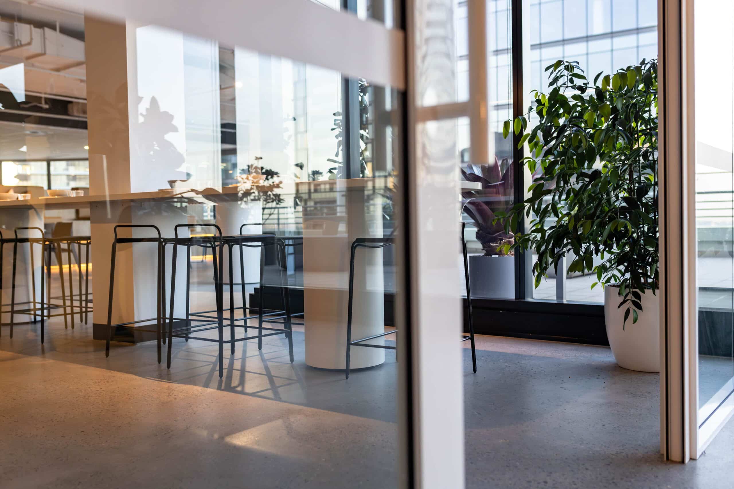 Kauri Pine Office Plant 4