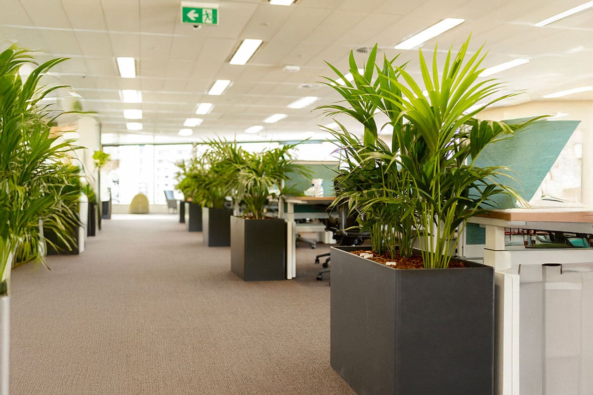 Kentia Palm 4