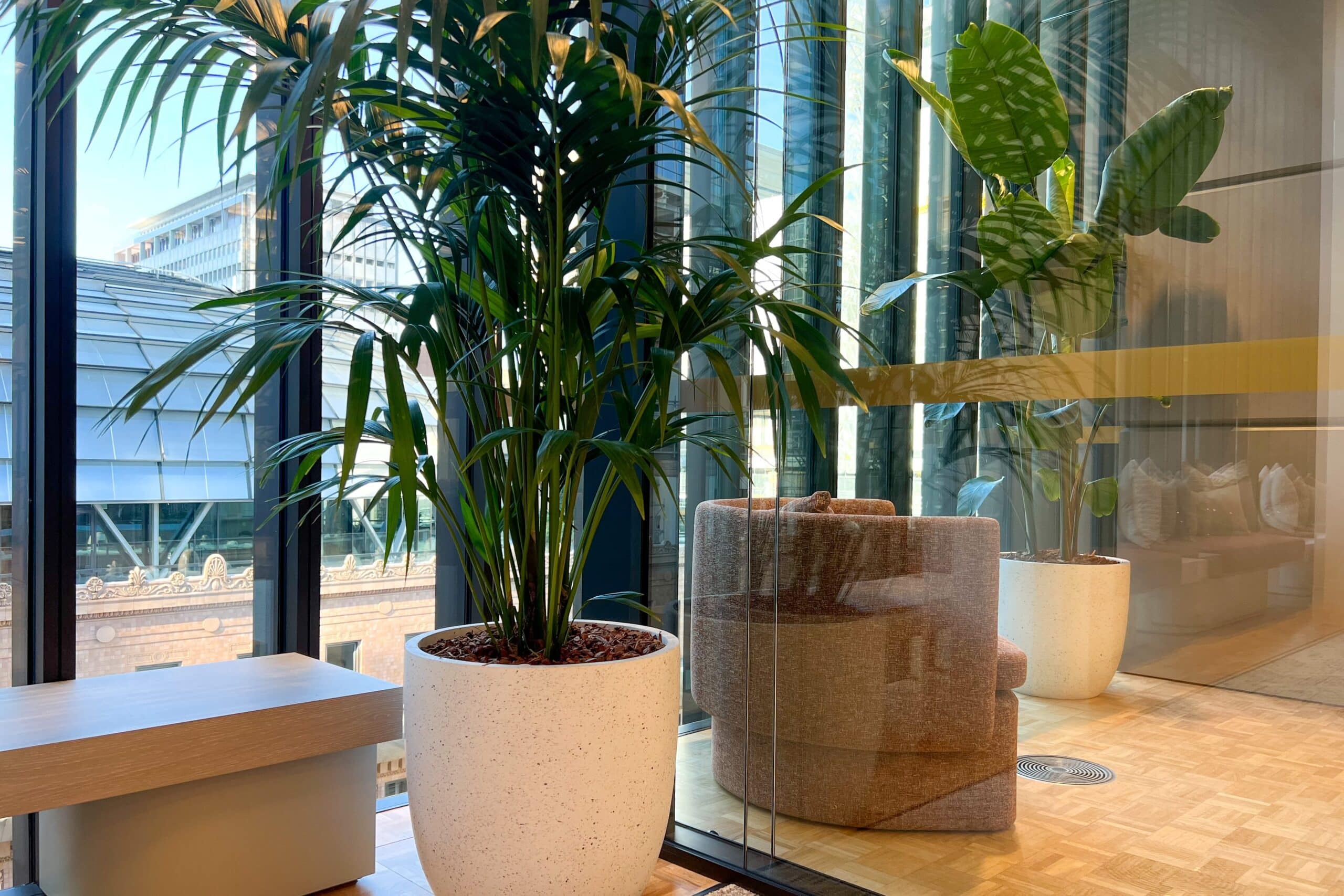 Kentia Palm 5