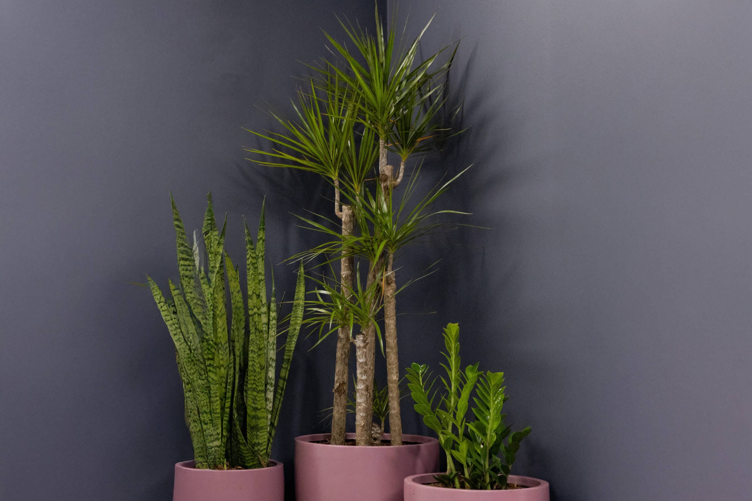 Marginata Corporate Plant Hire 1