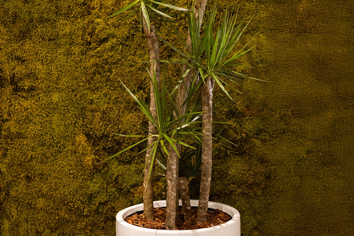 Marginata Corporate Plant Hire 3