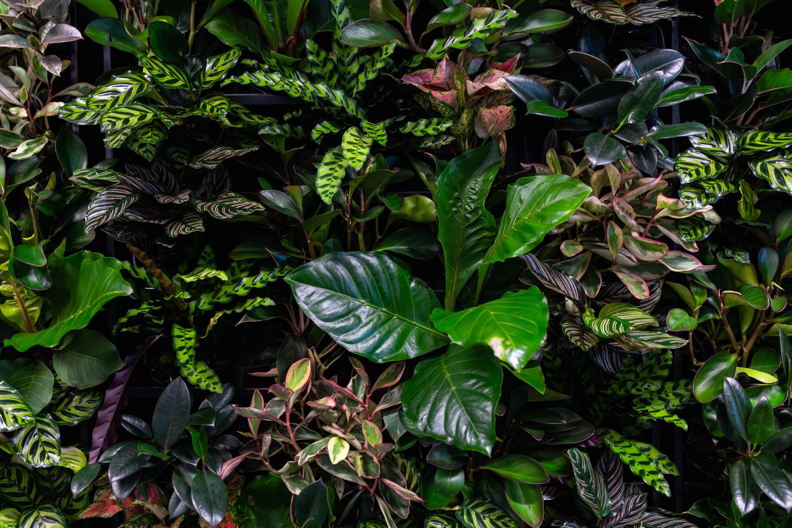 Mobile Green Walls 2