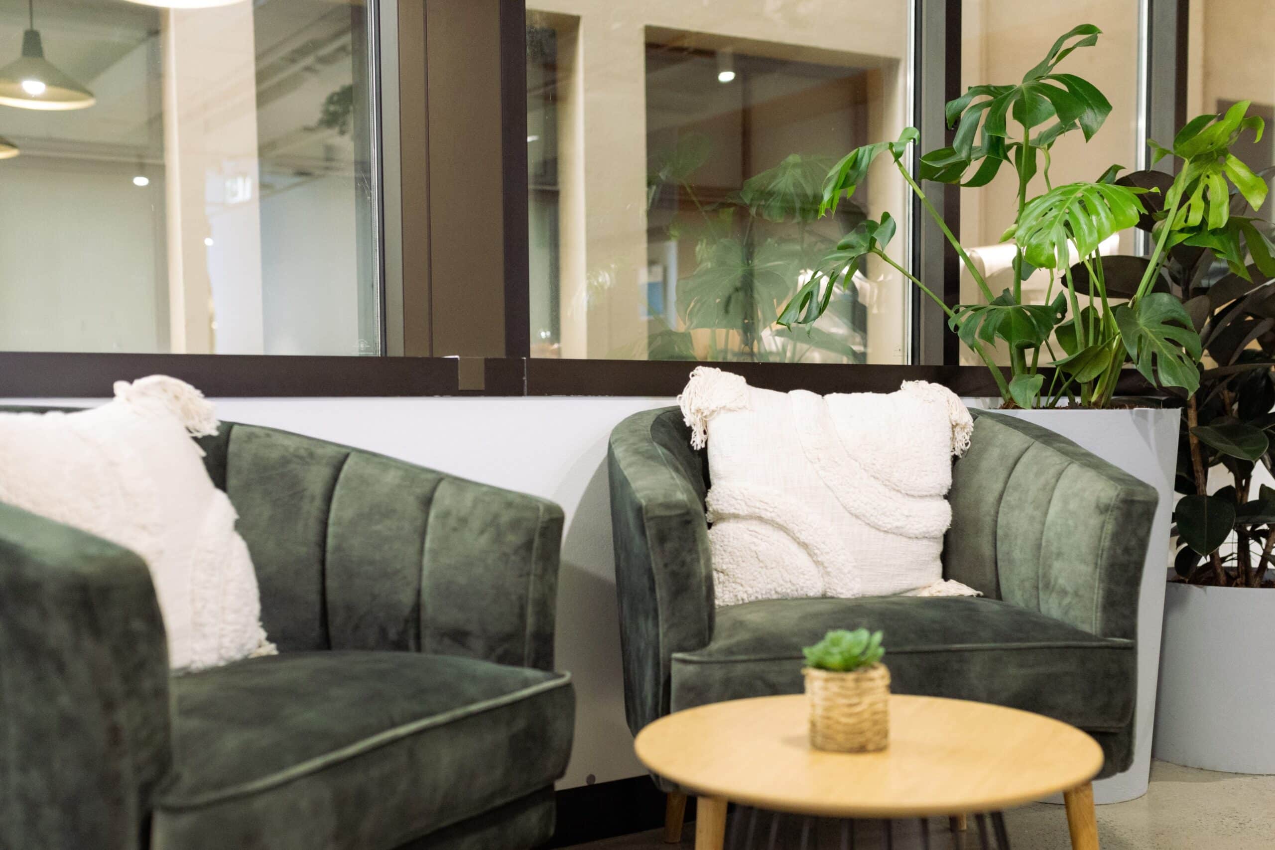 Monstera Floor Plant Hire 2