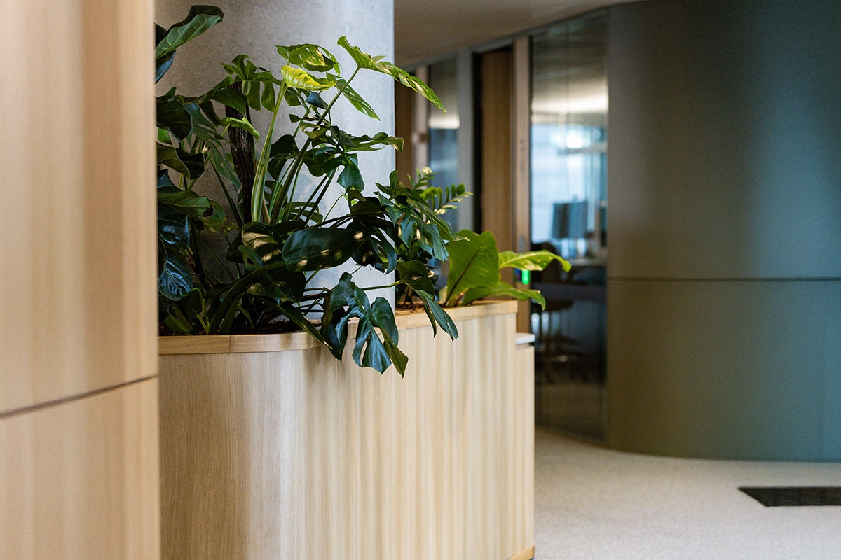 Monstera Floor Plant Hire 3