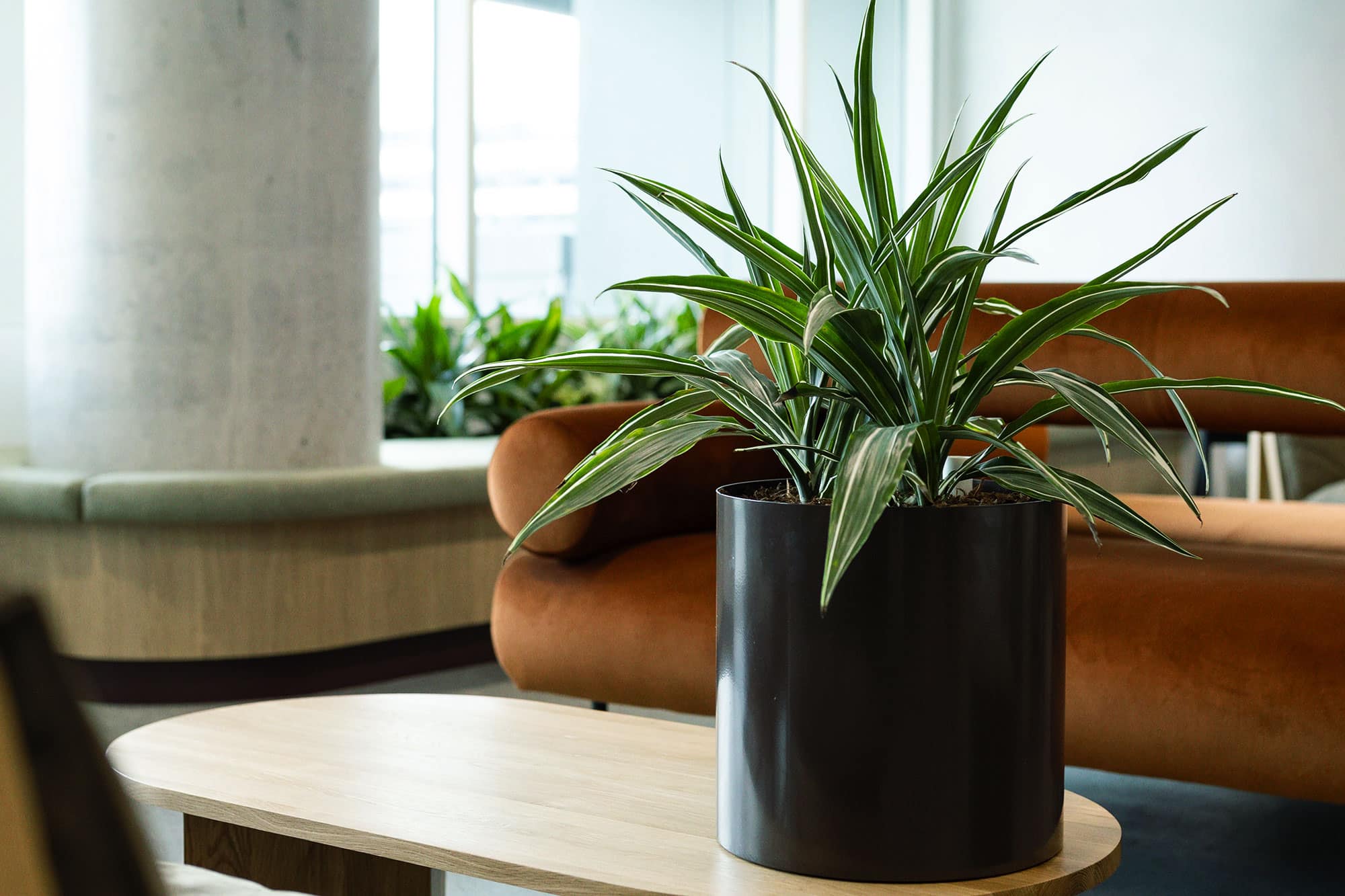 Indoor and Office Plant Hire