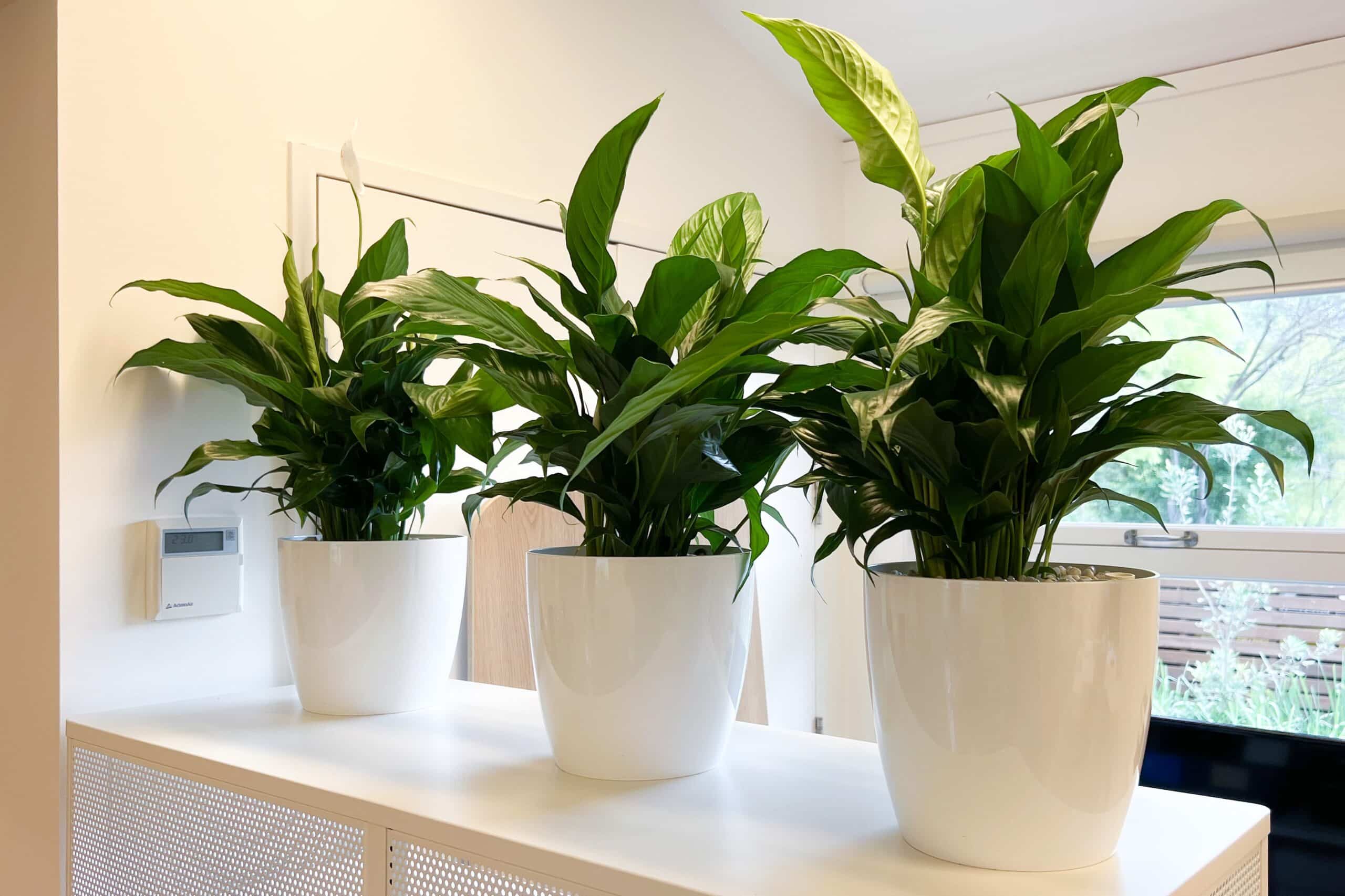 Peace Lily Desk Plant 1