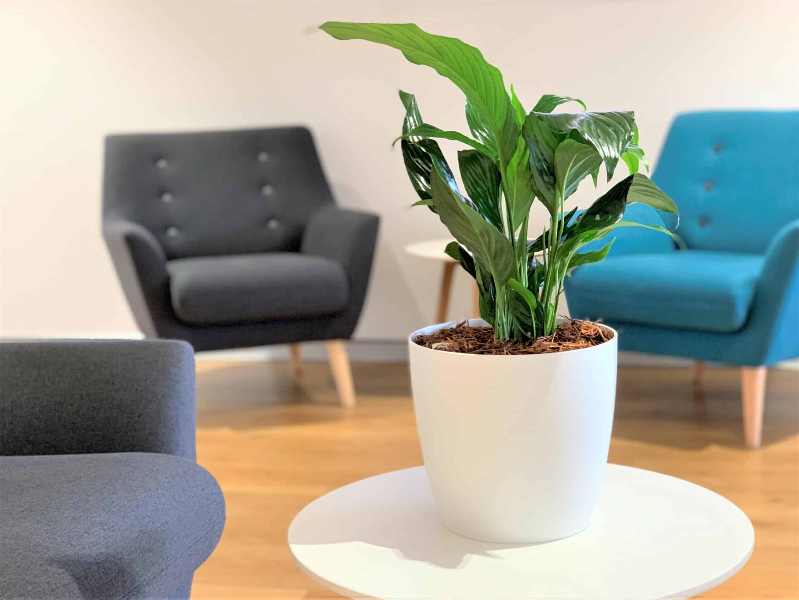 Peace Lily Desk Plant 2