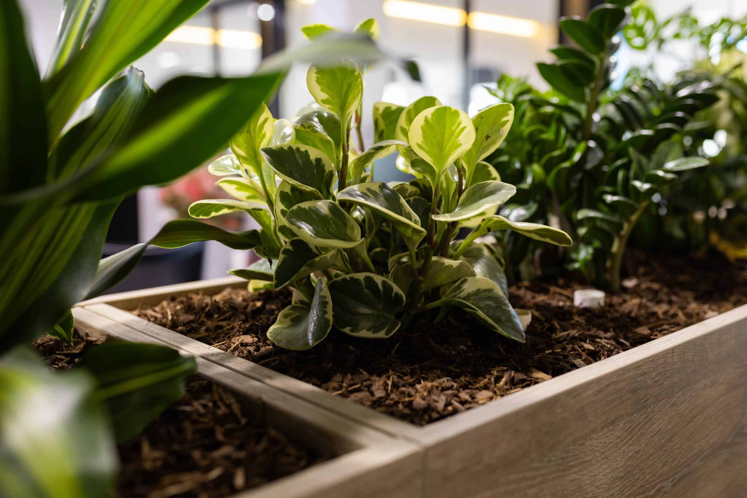 Peperomia Plant Hire 1