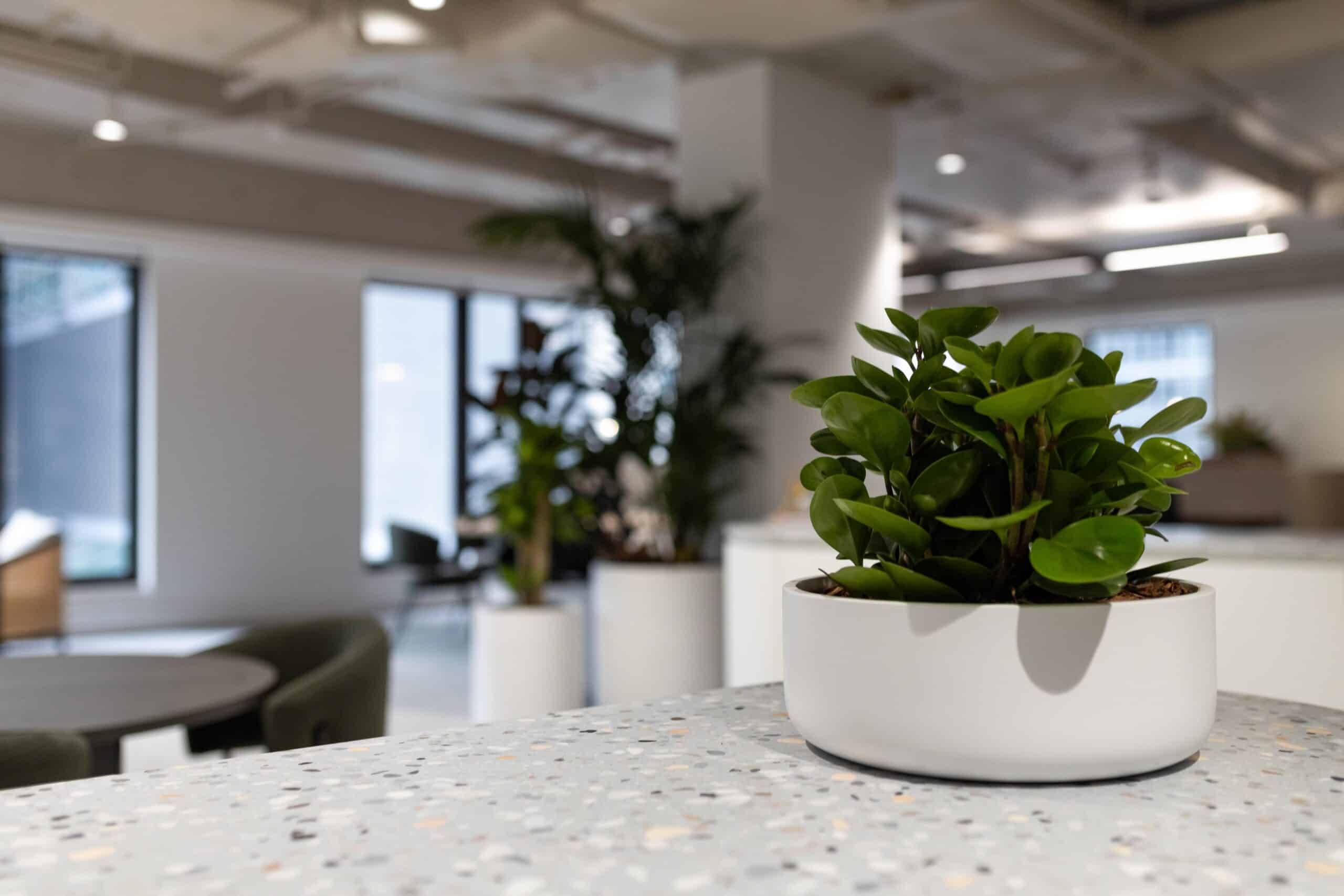 Peperomia Plant Hire 2