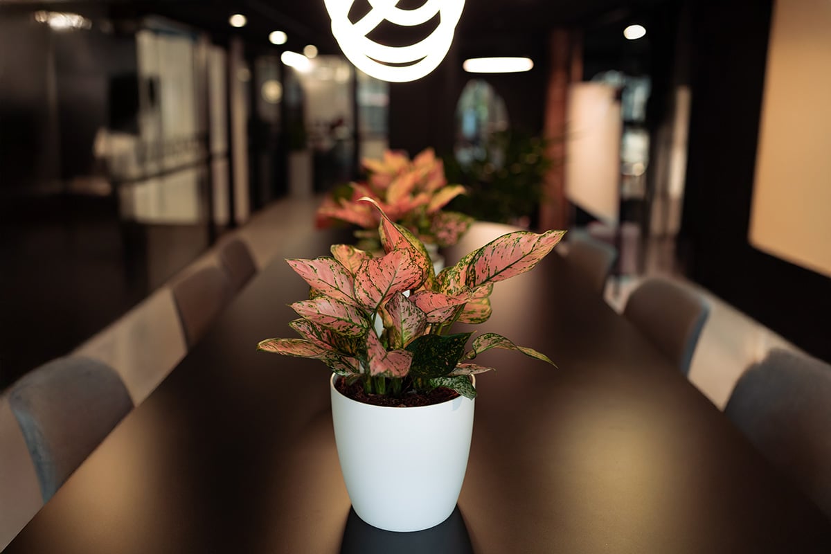 Pink Aglaonema 1