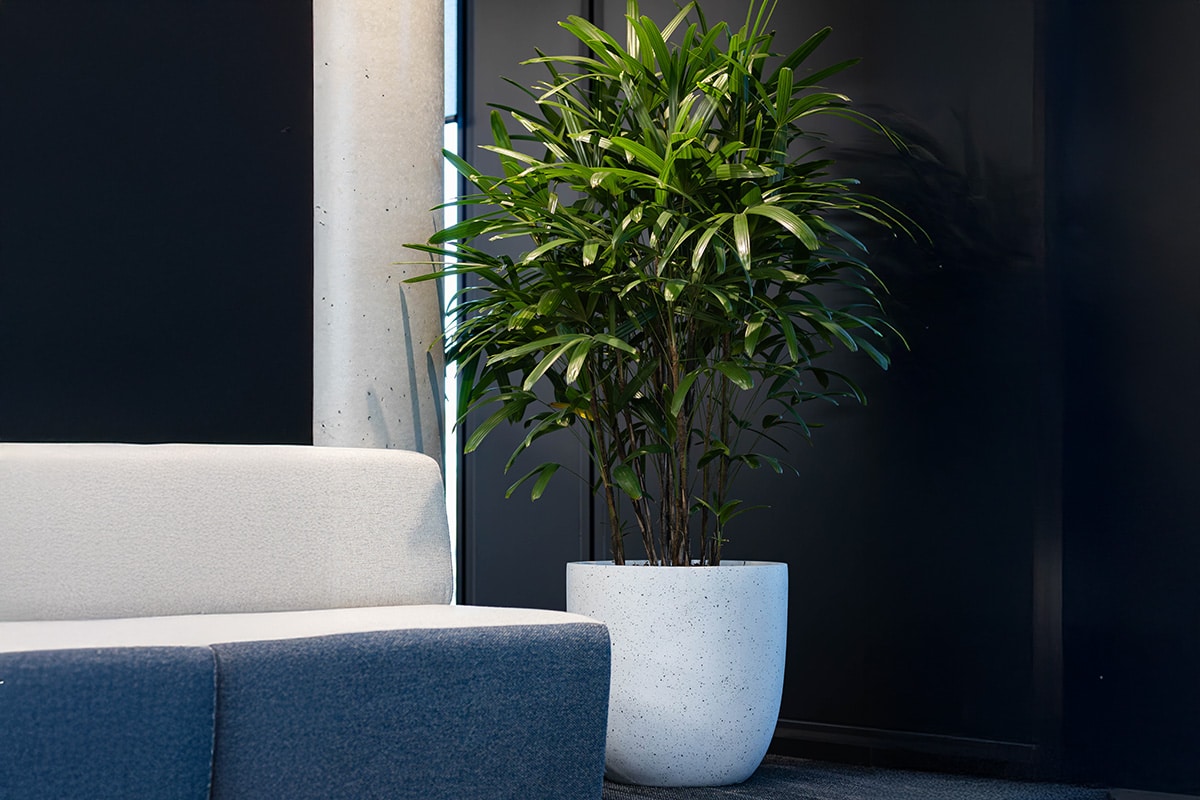 Rhaphis Palm Corporate Hire 1