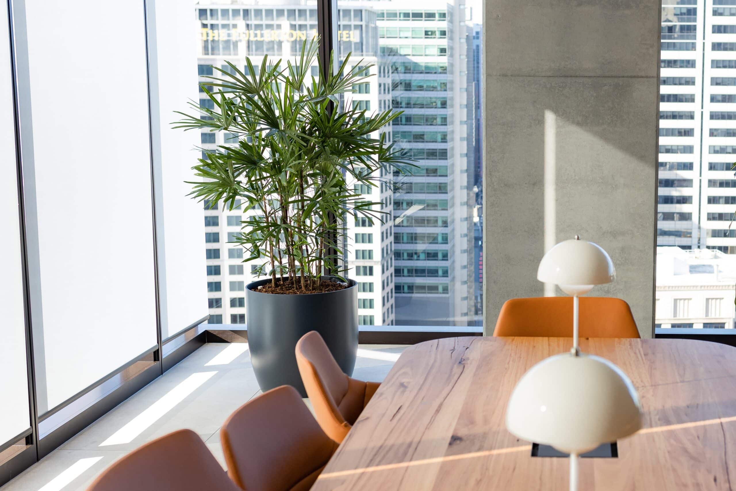 Rhaphis Palm Corporate Hire 2