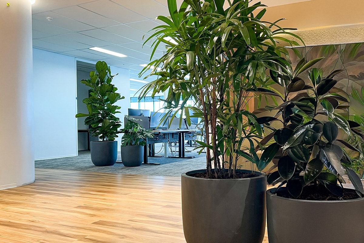 Rhaphis Palm Corporate Hire 3