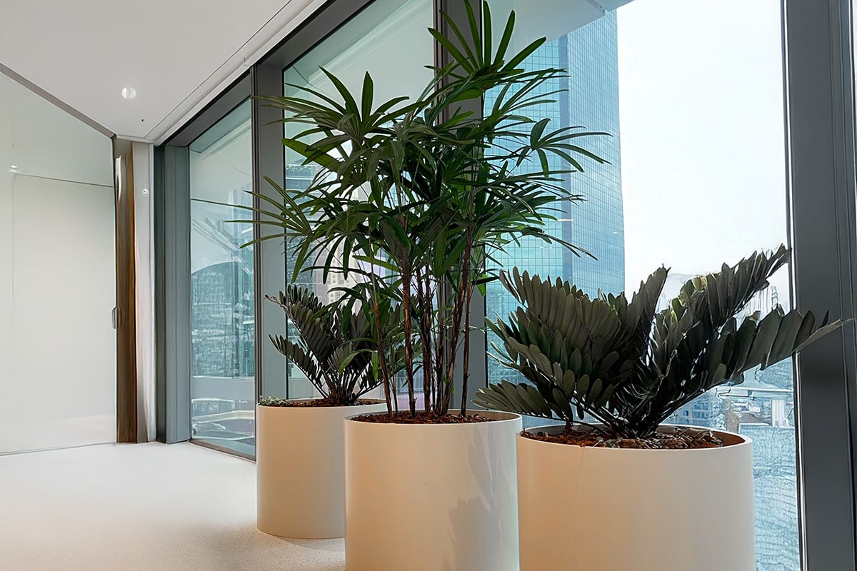 Rhaphis Palm Corporate Hire 4