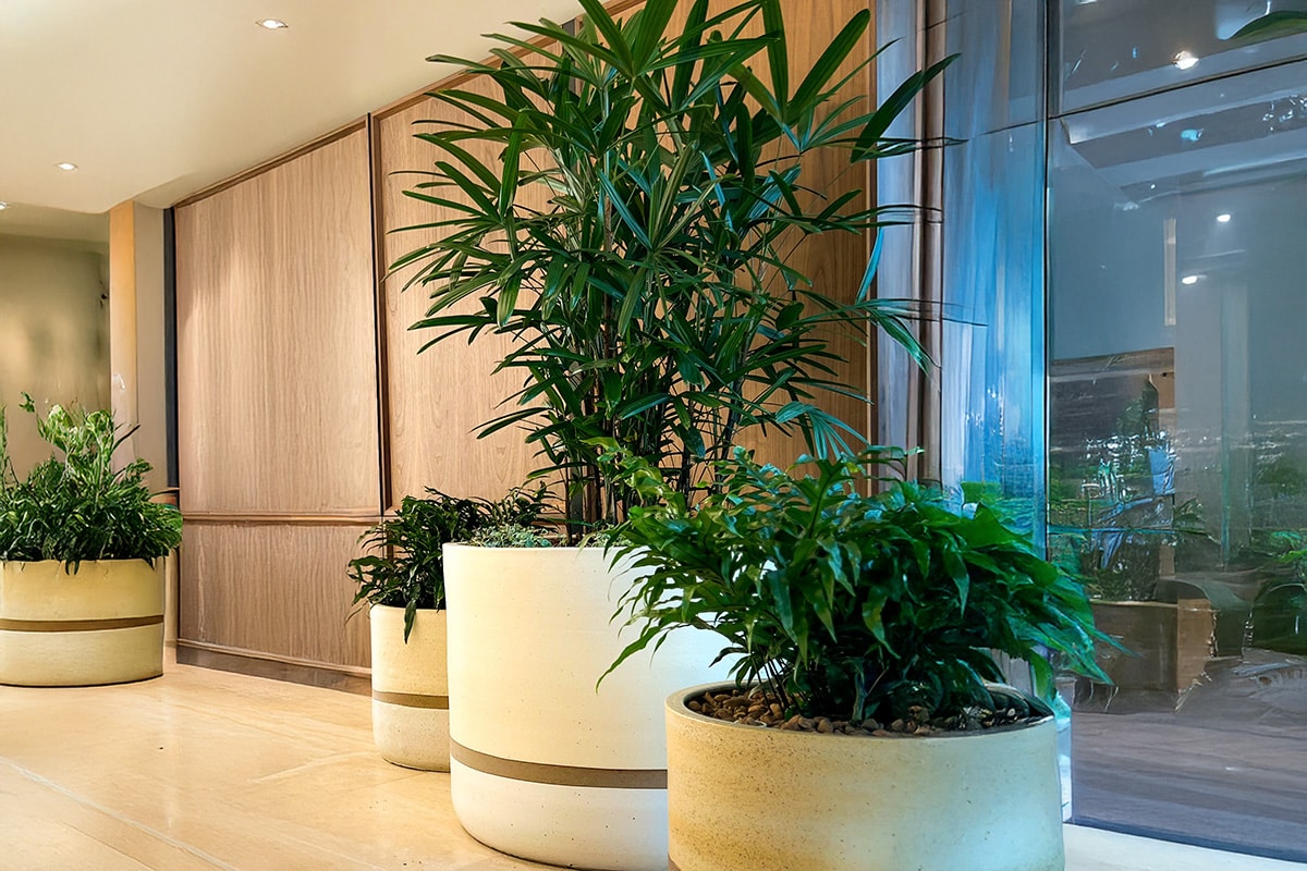 Rhaphis Palm Corporate Hire 5