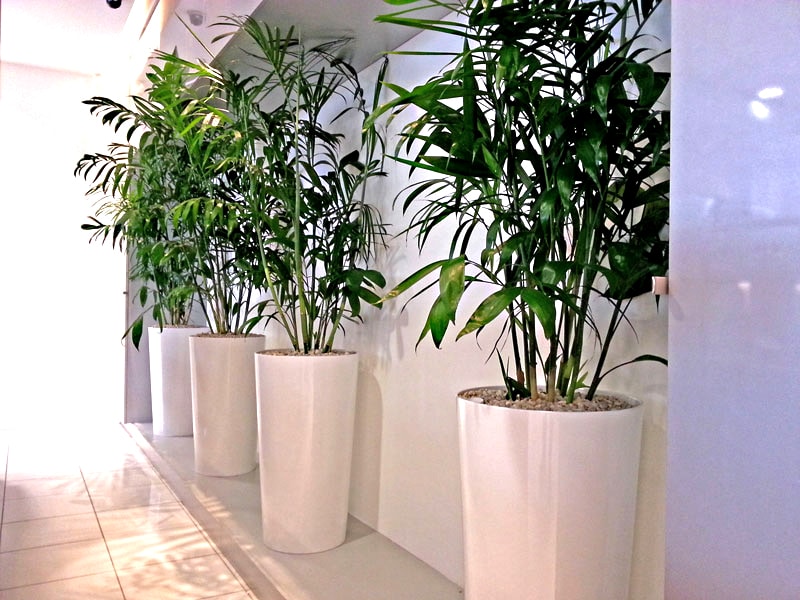Round Tall Primus Cone Floor White Bamboo Palm