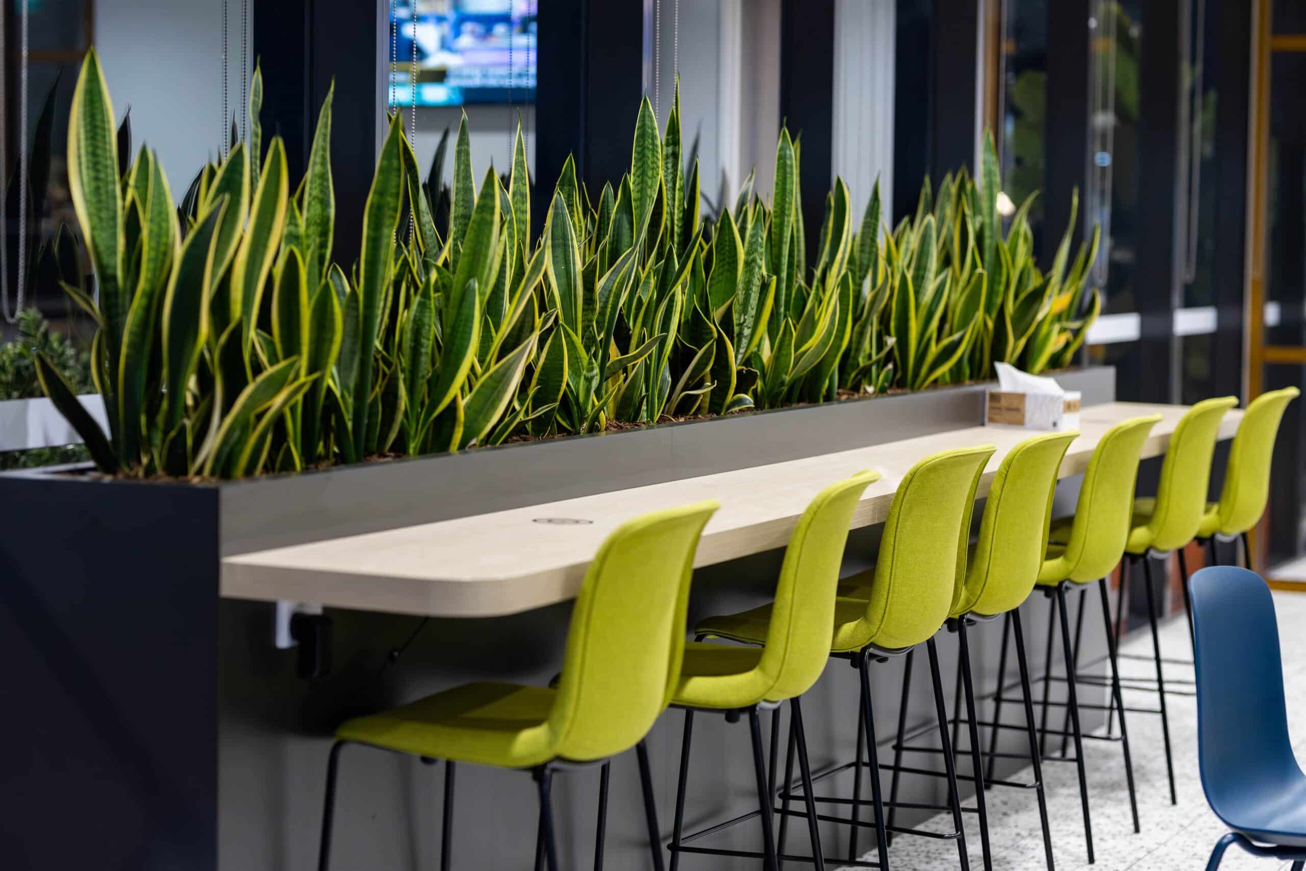 Sansevieria Plant Hire 1