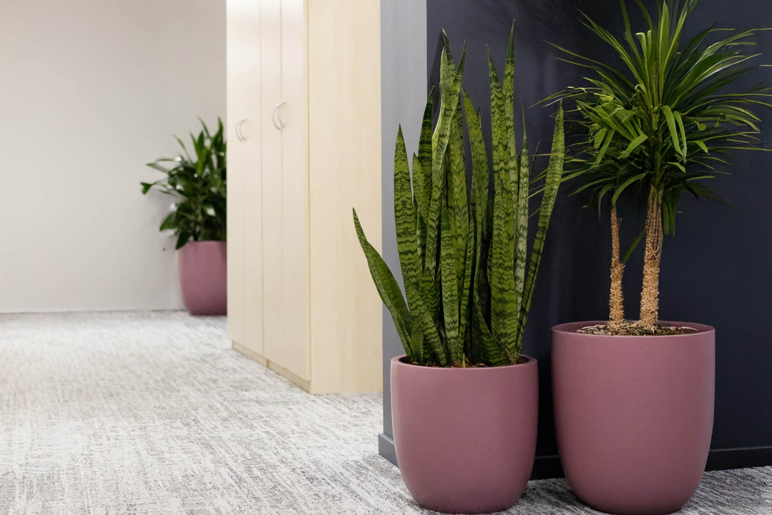 Sansevieria Plant Hire 2