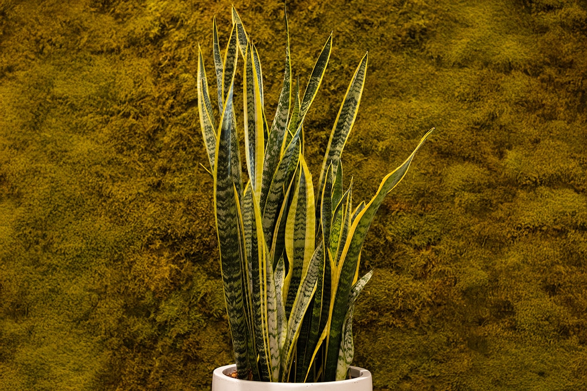 Sansevieria Plant Hire 3