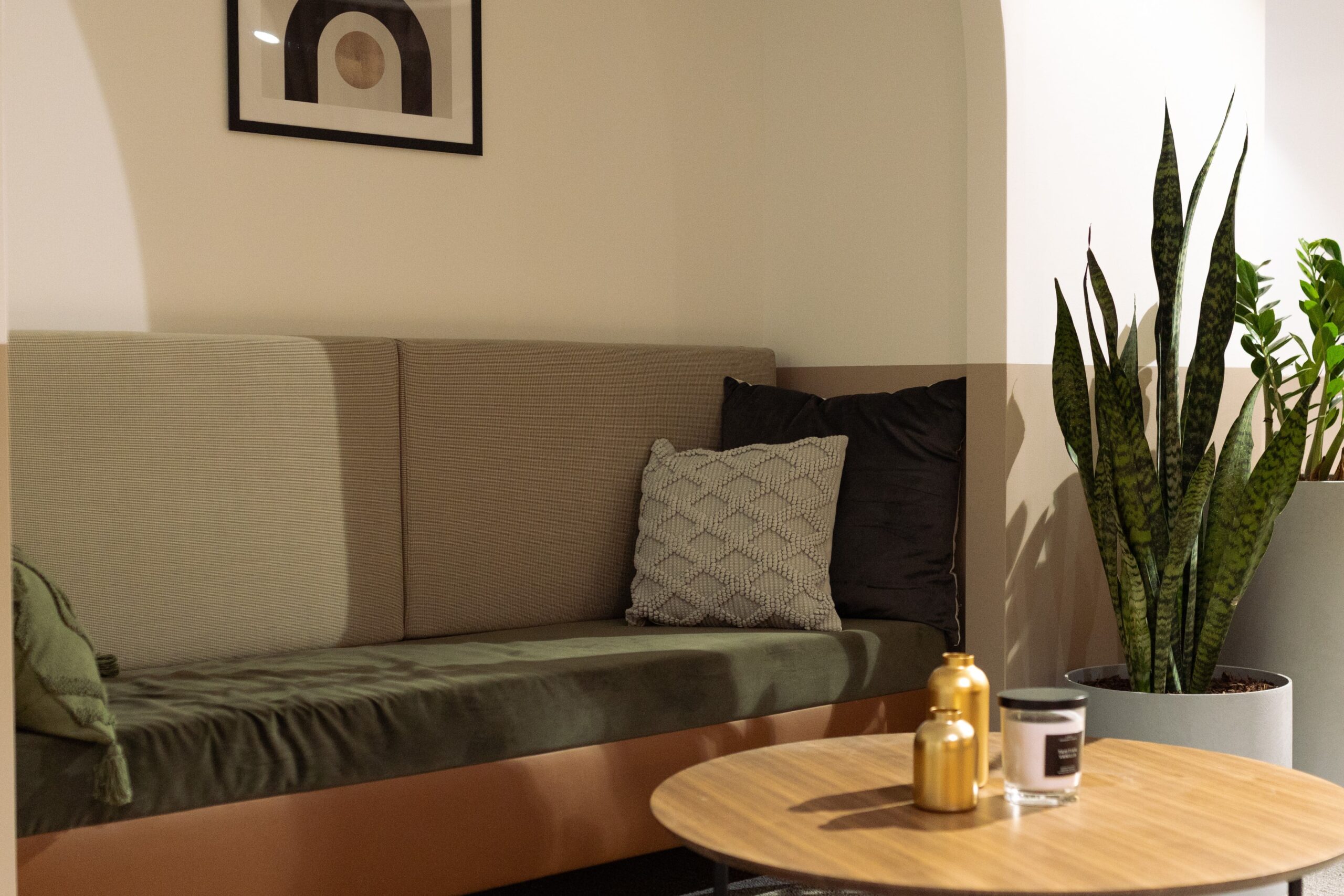 Sansevieria Plant Hire 4