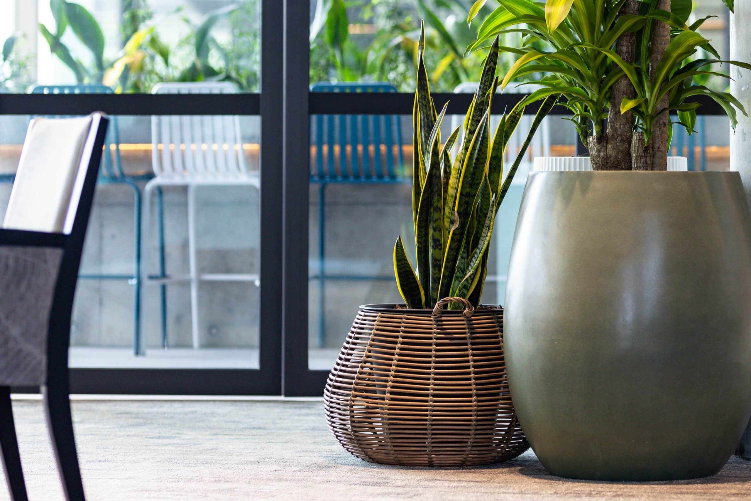 Sansevieria Plant Hire 5