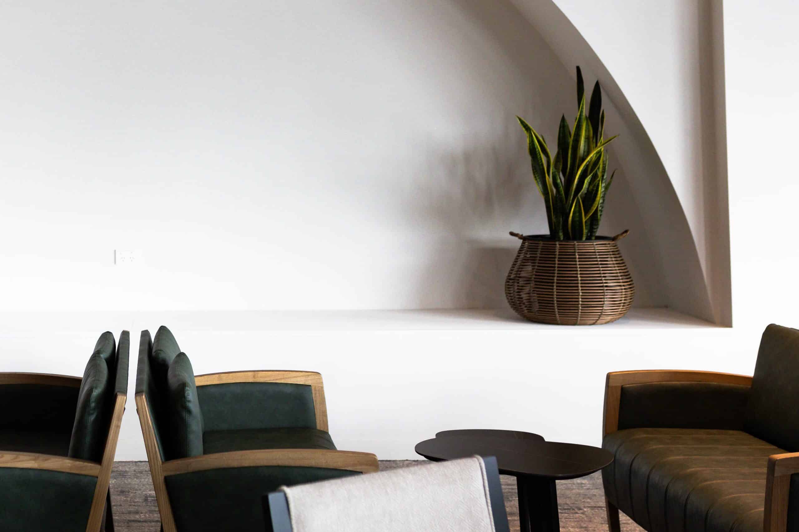 Sansevieria Tabletop Indoor Plant Hire 1