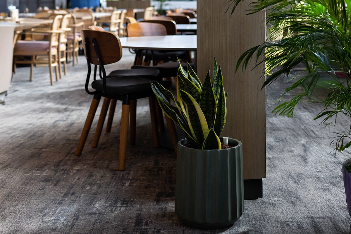 Sansevieria Tabletop Plant Hire 2
