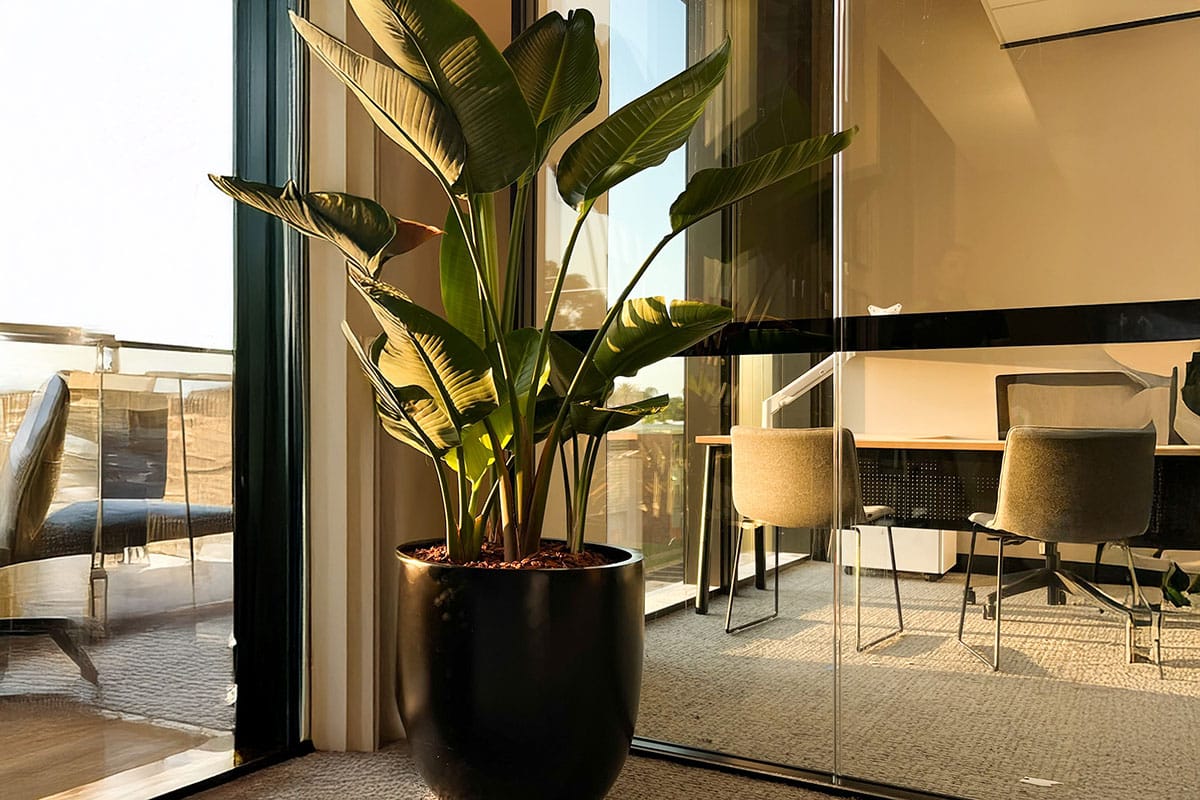 Strelitzia Floor Plant Hire 1