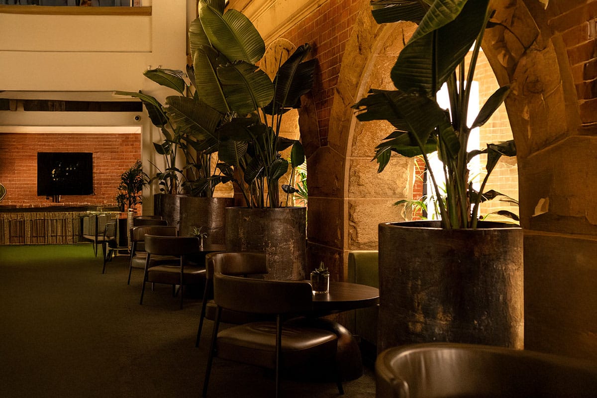 Strelitzia Floor Plant Hire 2