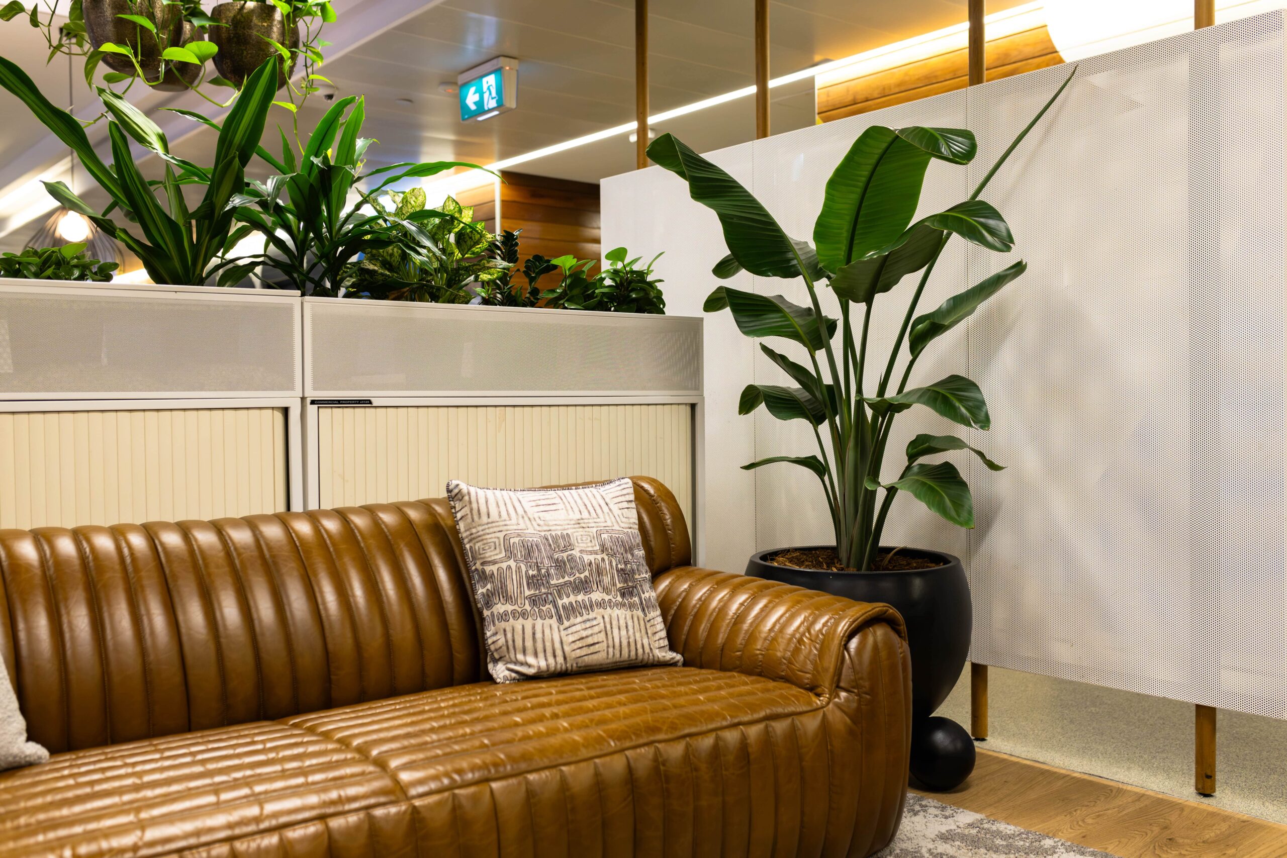 Strelitzia Floor Plant Hire 3