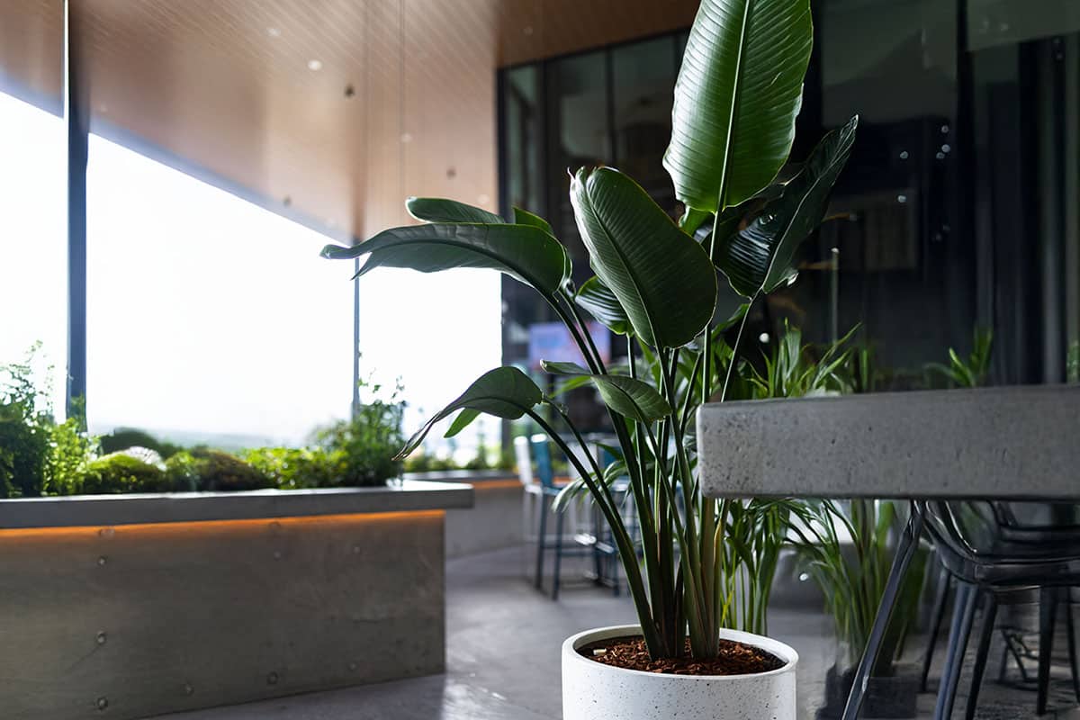 Strelitzia Floor Plant Hire 4