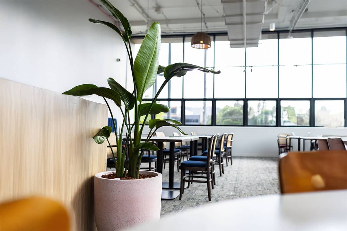 Strelitzia Floor Plant Hire 5