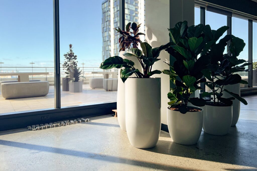 Top Plus and Tops Planters
