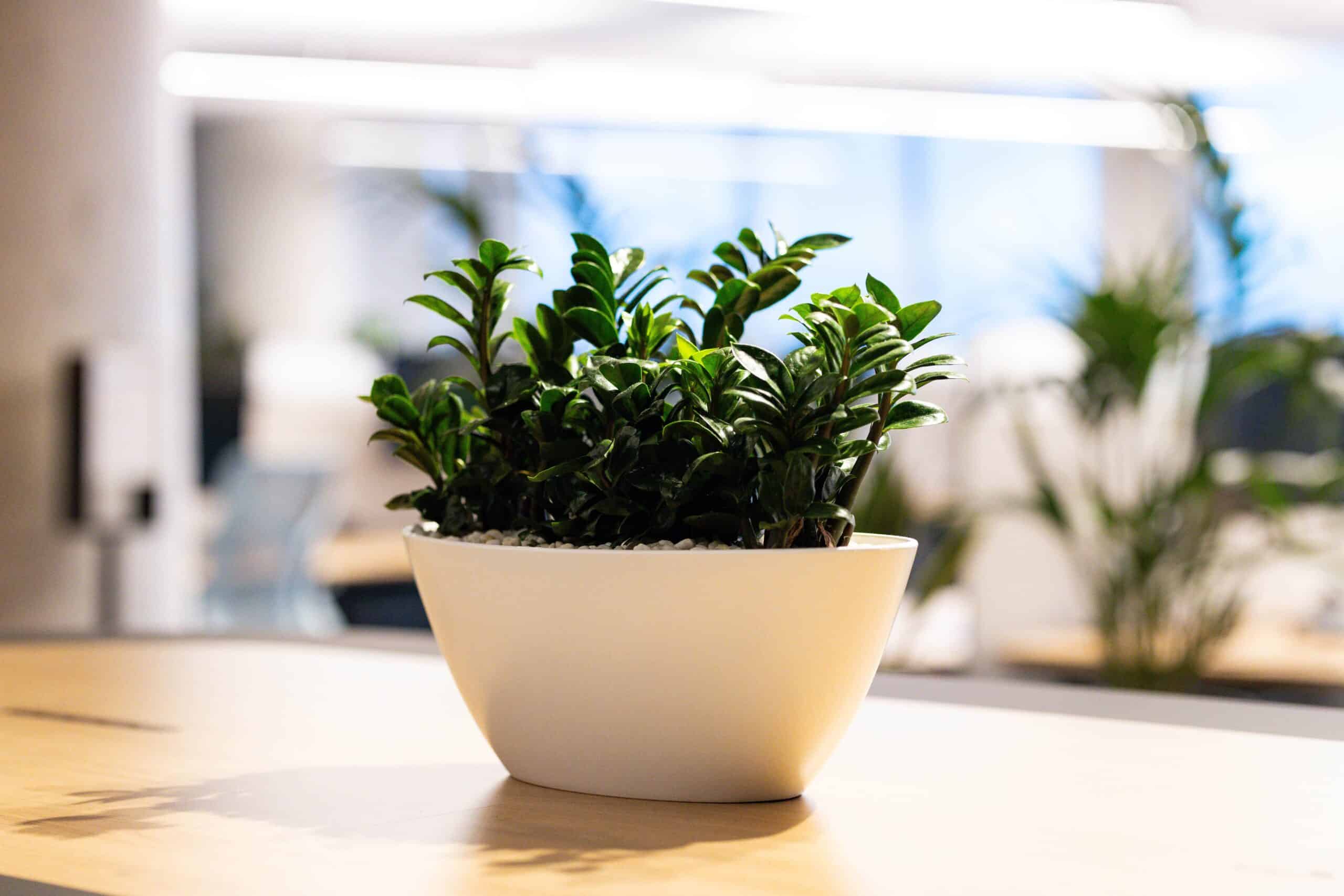 Zanzibar Tabletop Plant Hire 1
