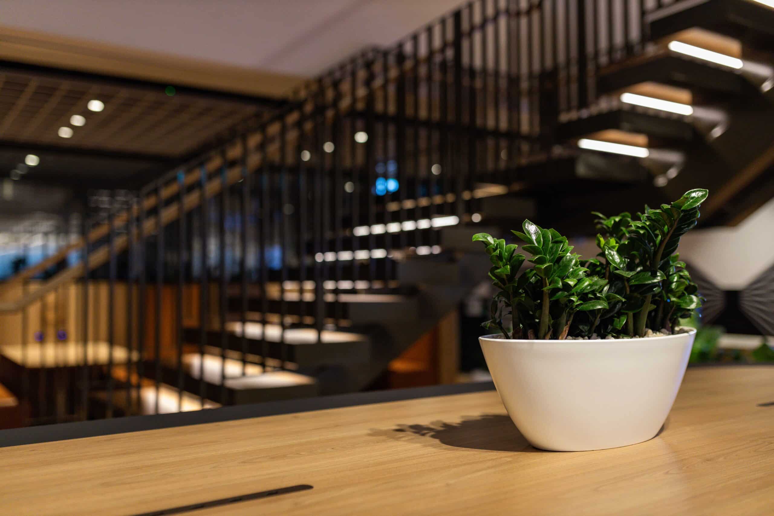 Zanzibar Tabletop Plant Hire 2