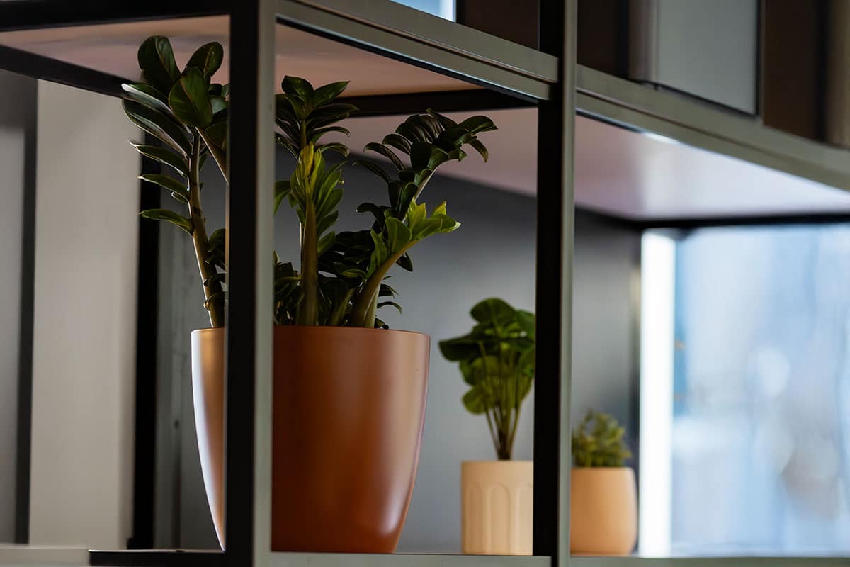 Zanzibar Tabletop Plant Hire 3