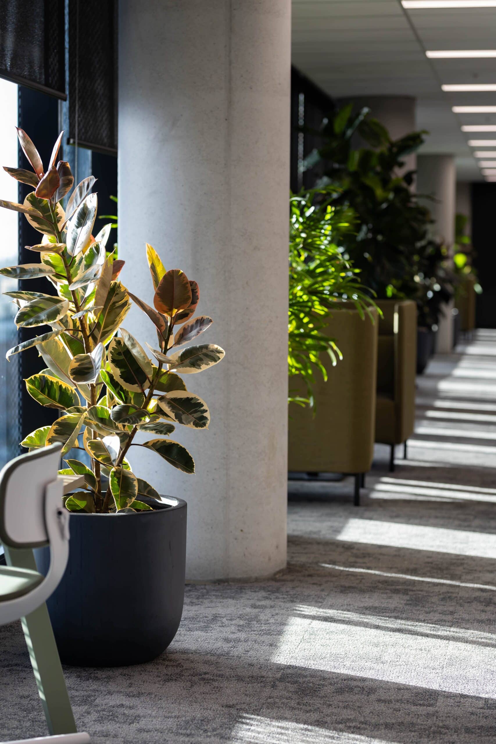 Avenue of Office Plants