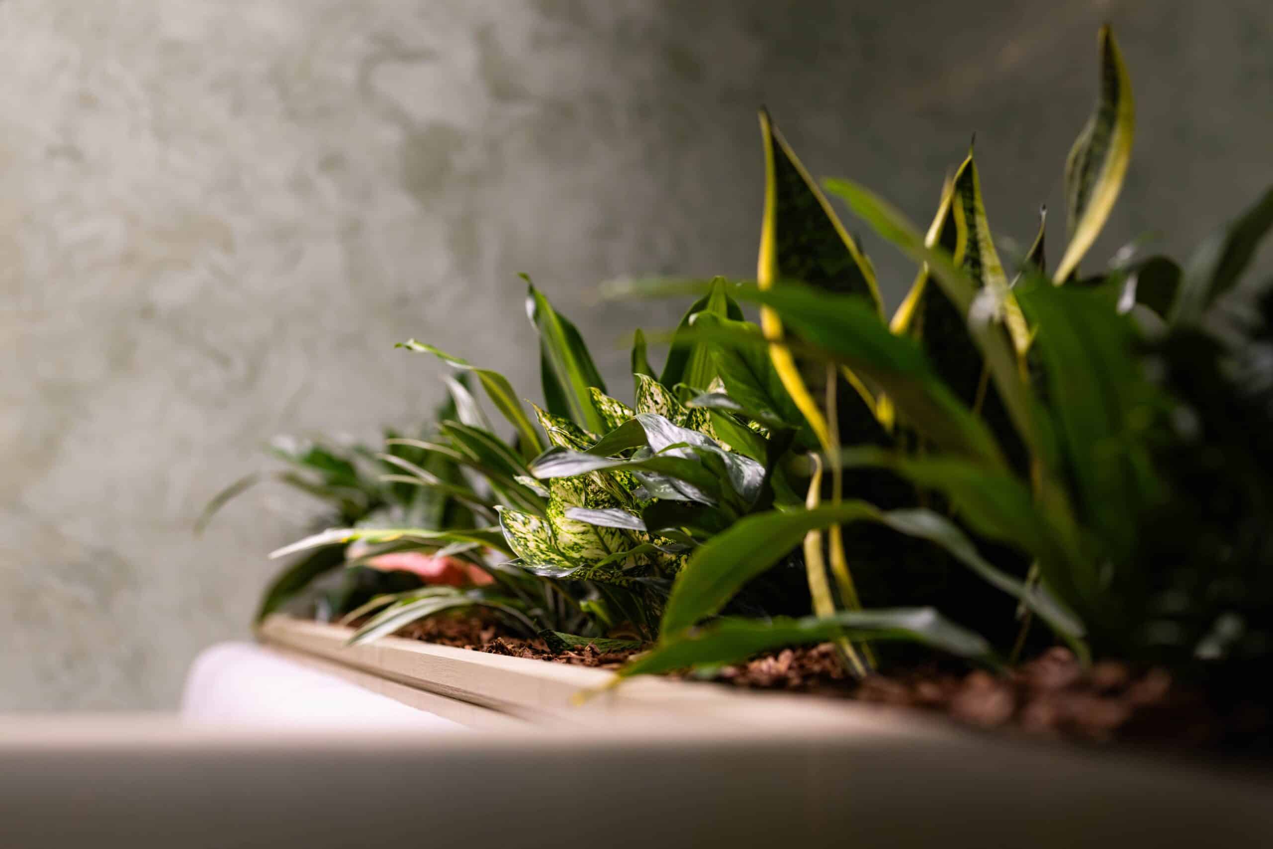 Custom Joinery Planting up Close
