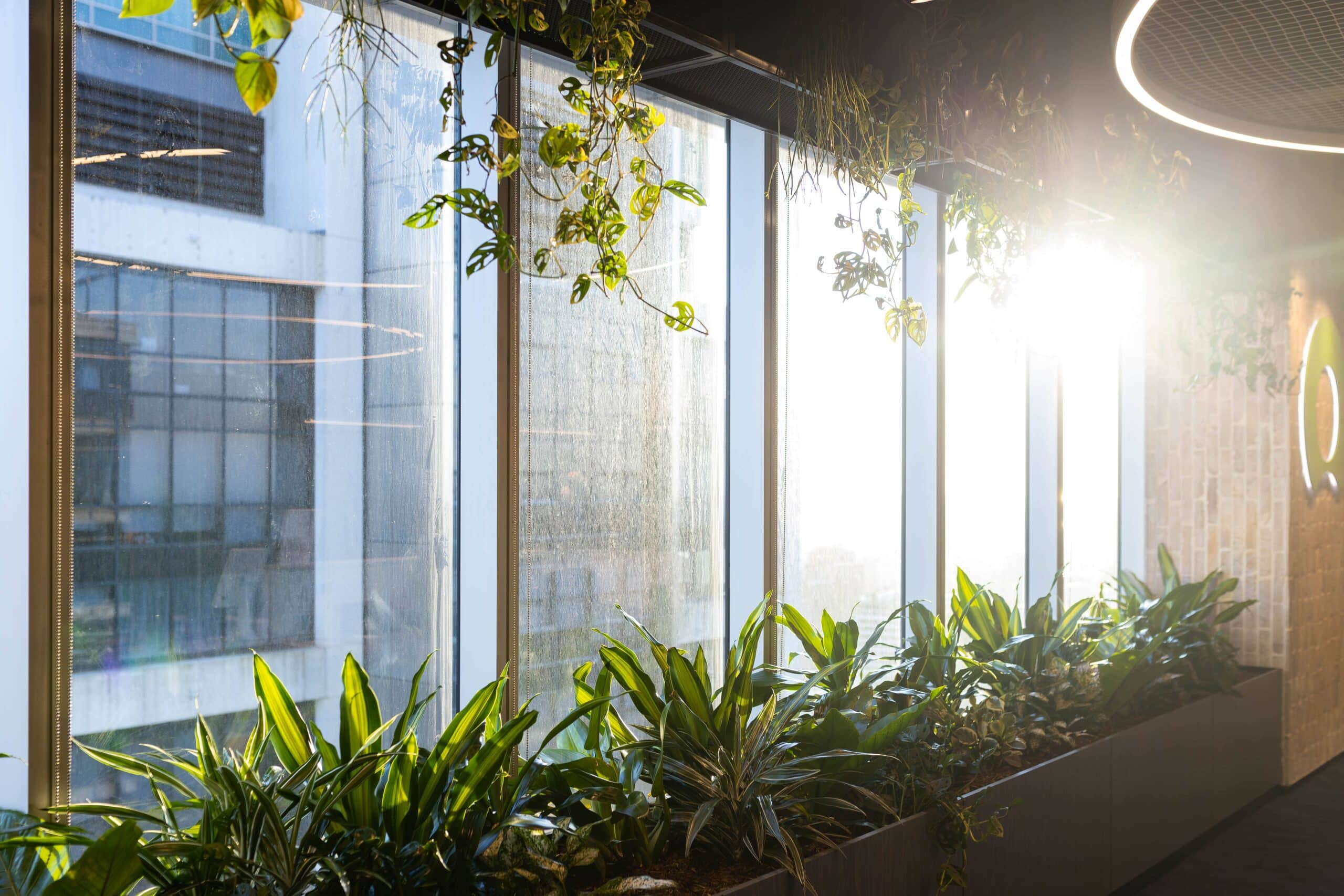Hanging and Lower Office Planters