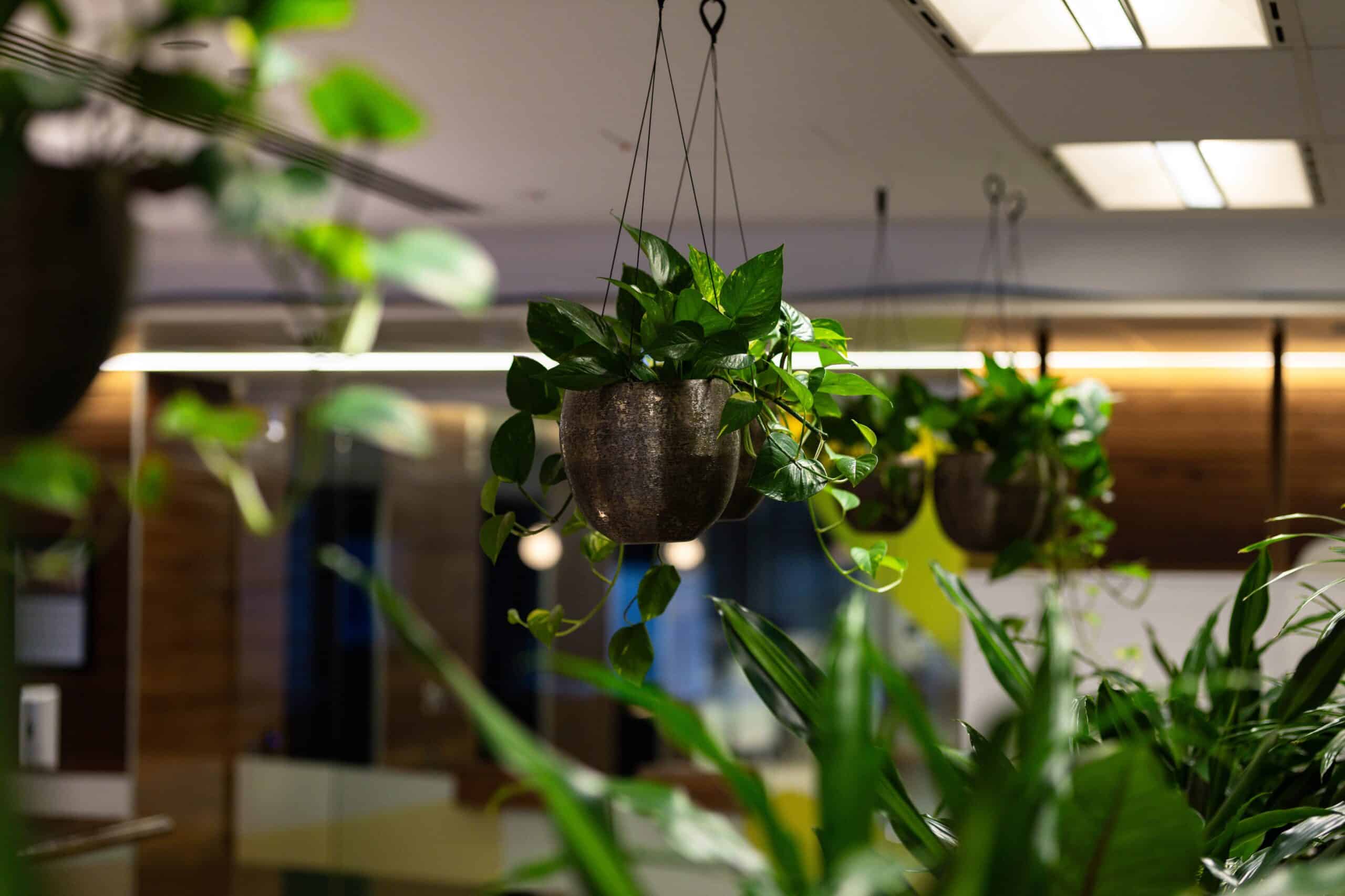 Indoor Plants Hanging in an Office