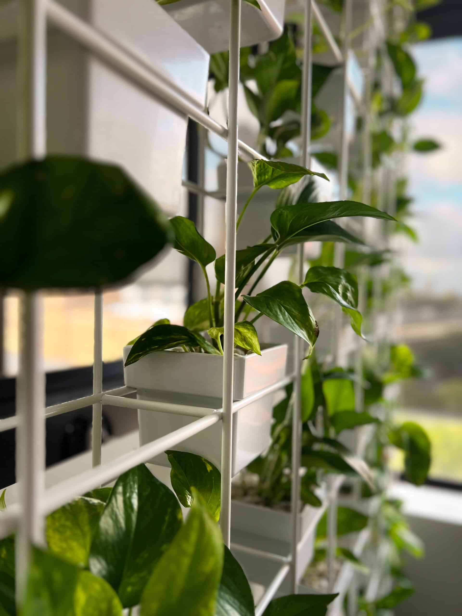 Plants in a Vertical Garden