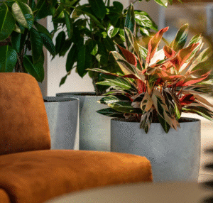 Indoor Plant Hire Gold Coast