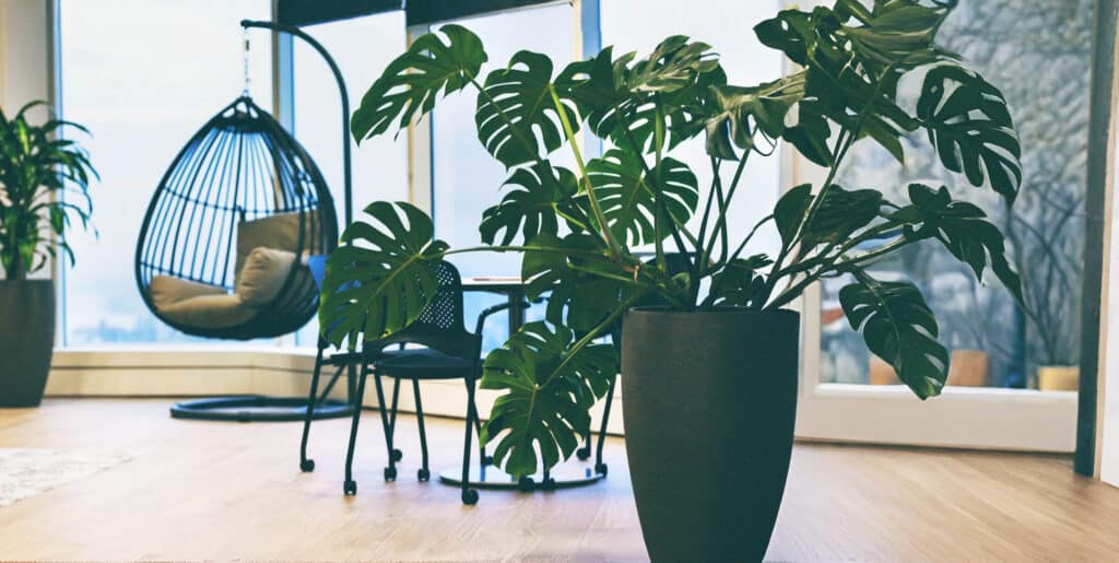 Indoor Plant Hire Central Coast