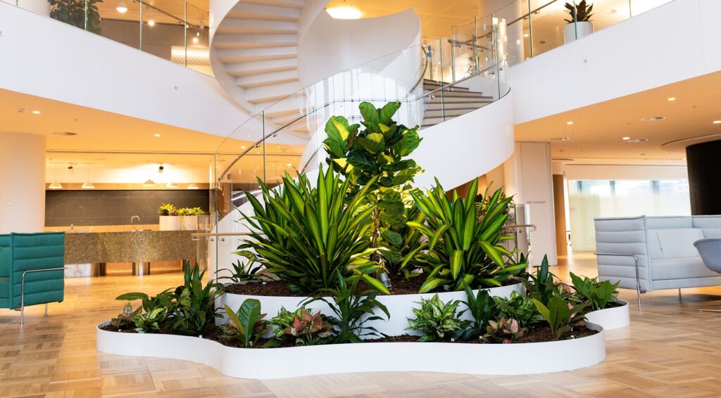 Indoor Plant Hire Gold Coast