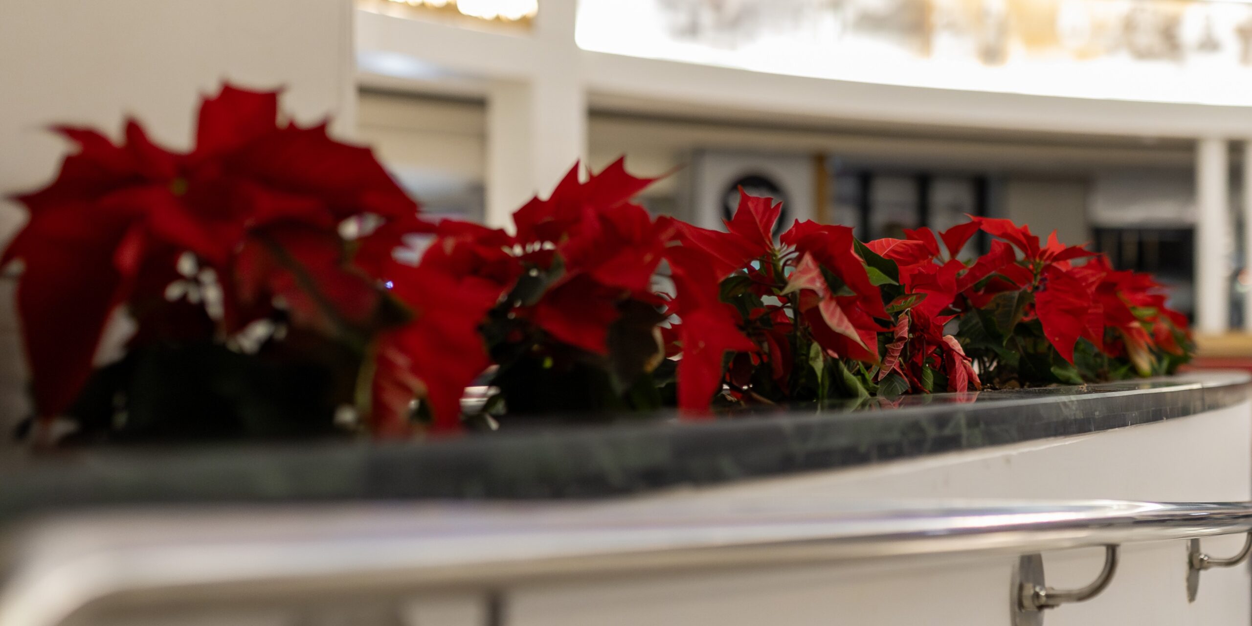 Christmas Office Plants