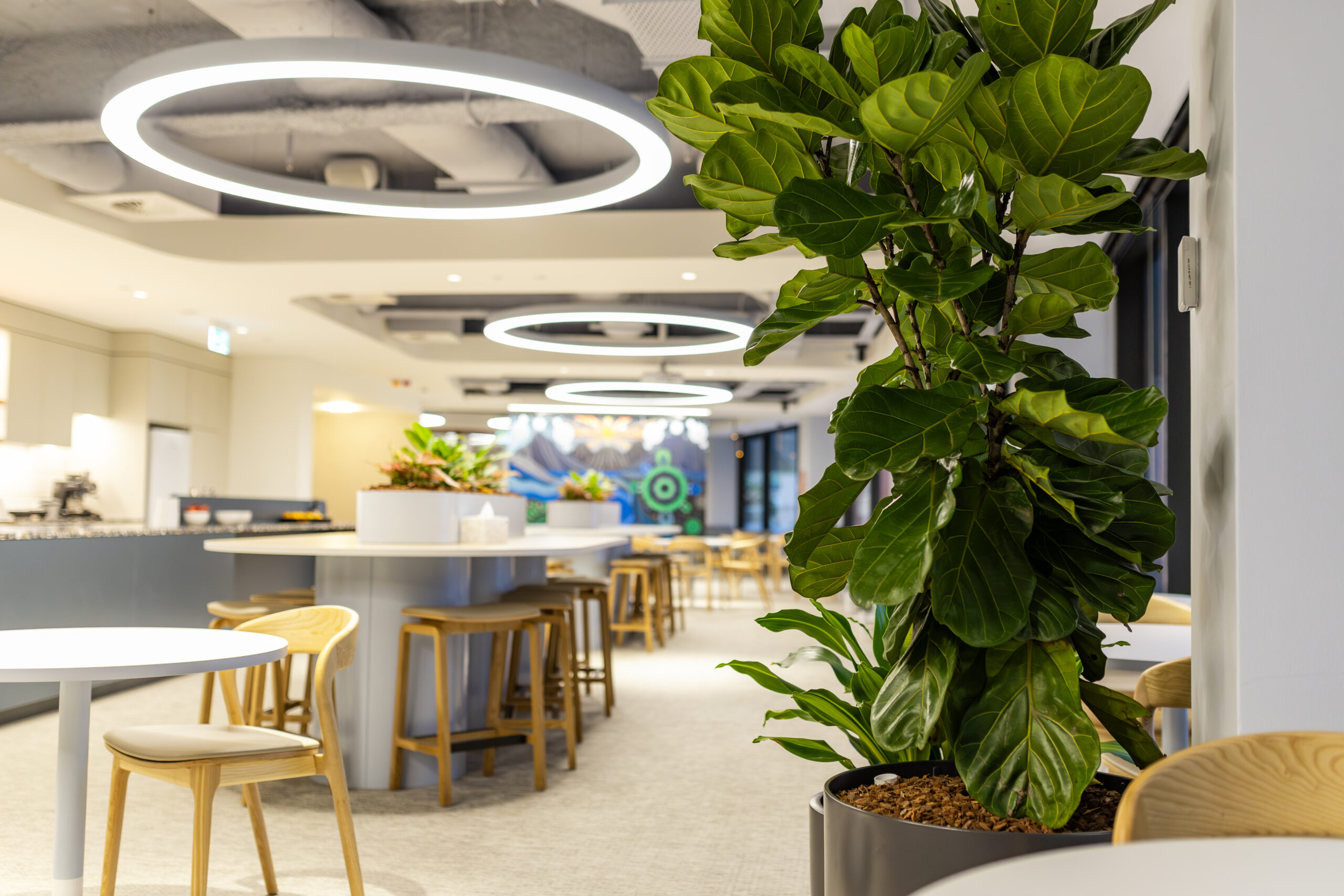 Office Plant Trends 2026 - Snowy Hyrdo