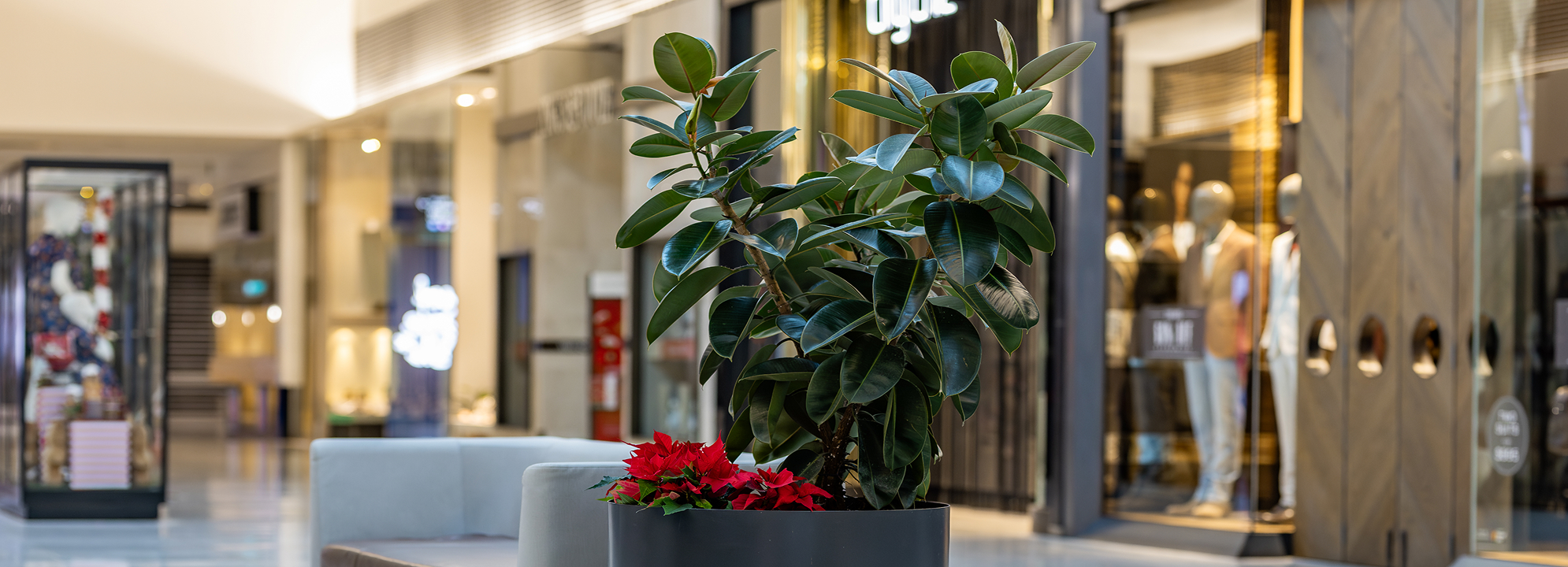 Retail Indoor Plant Hire