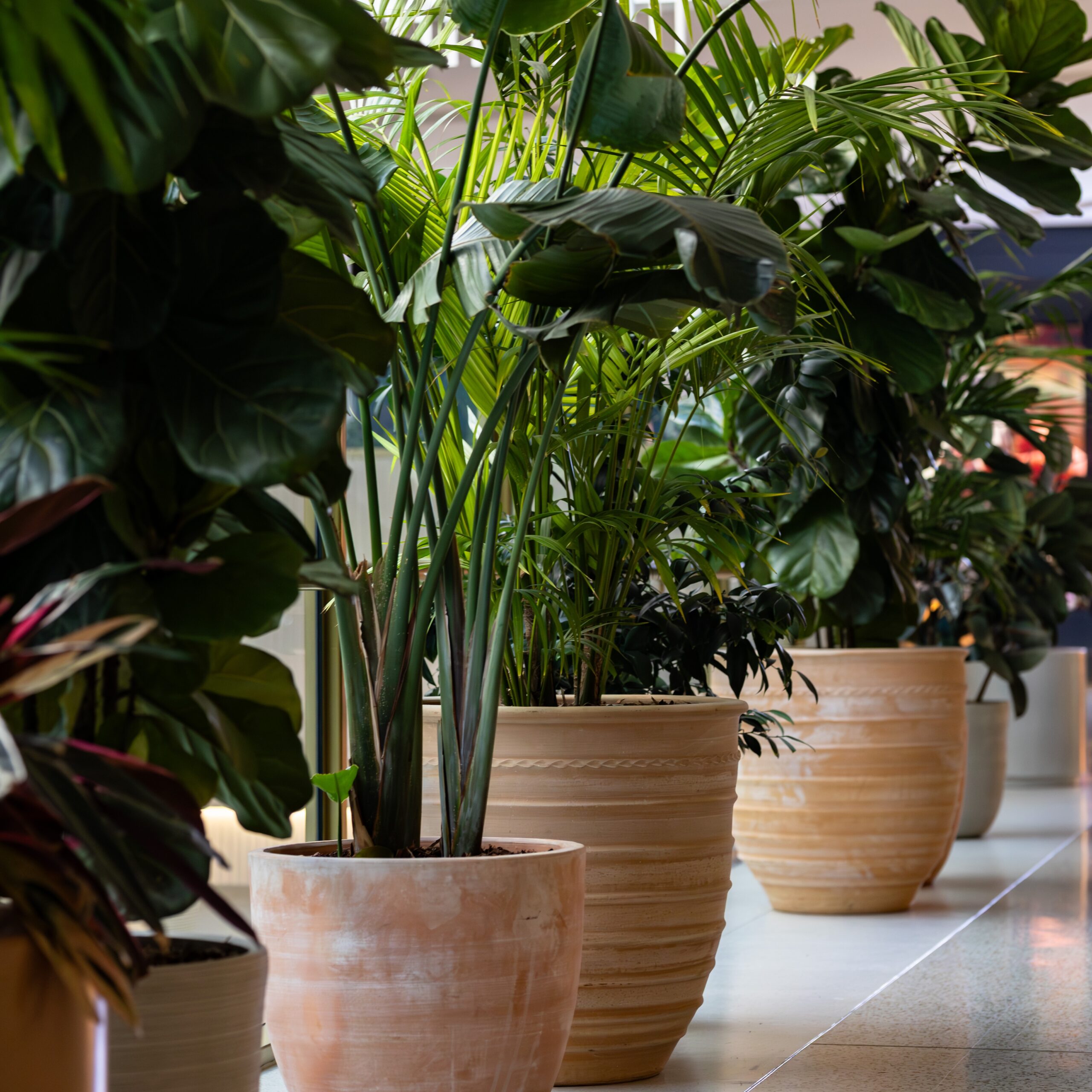 Indoor plant installation and maintenance