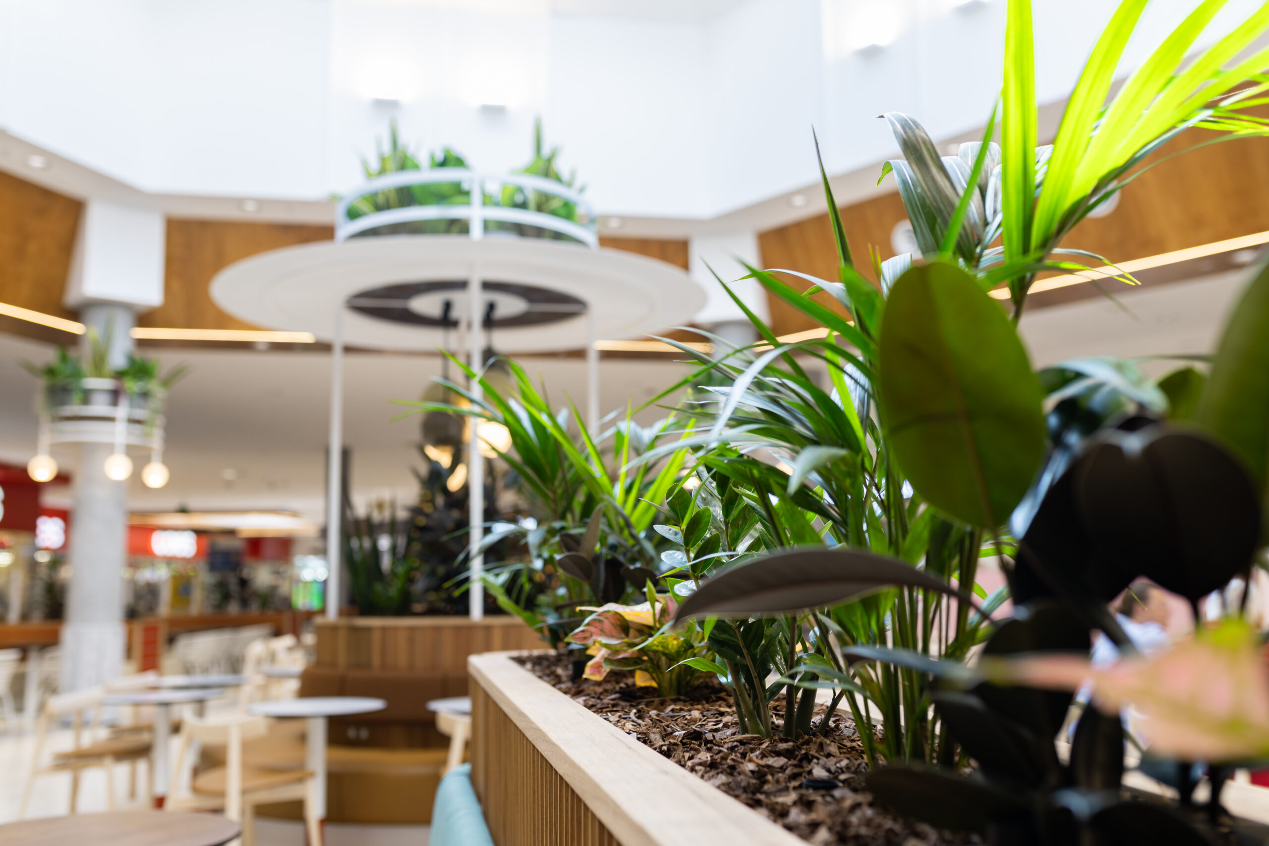 How Plants for Retail Centres Influence Shopper Behaviour and Dwell Time